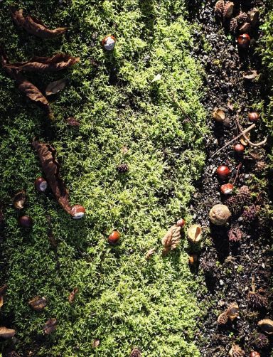 Der Herbst kommt langsam .... wir sammeln Kastanien